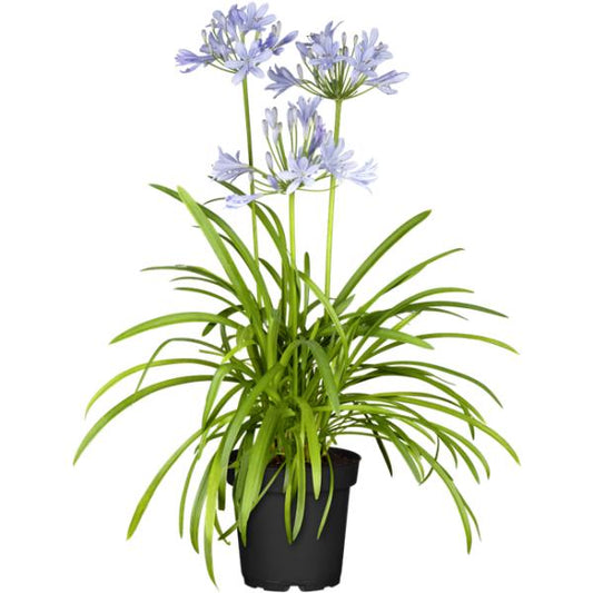 Agapanthus Wit of blauw.