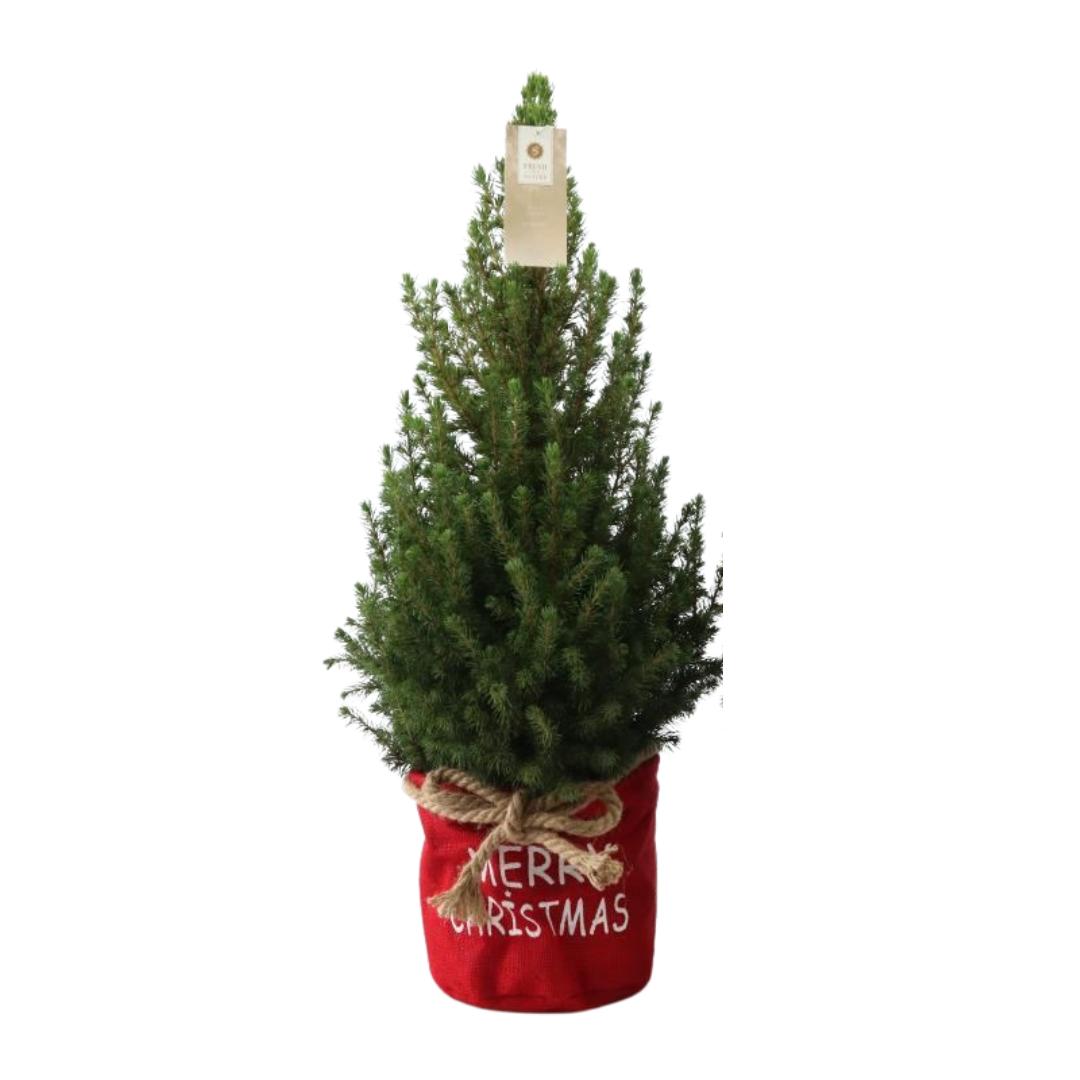 Kleine Kerstboom in Xmas Bag rood - 70 cm - Picea Glauca Conica - Standalone