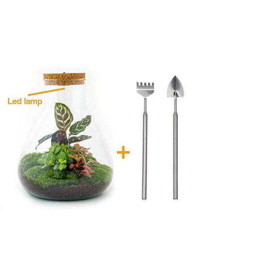 DHZ-terrarium - Sam Calathea met licht - ↕ 30 cm - Hark + Schop