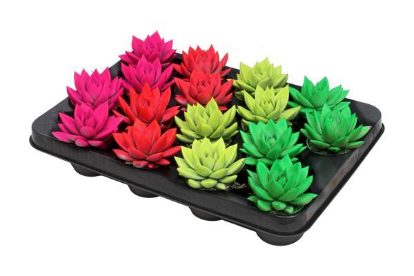 Echeveria Coloured Neon Mix - 16 stuks - Ø6cm - ↕8cm