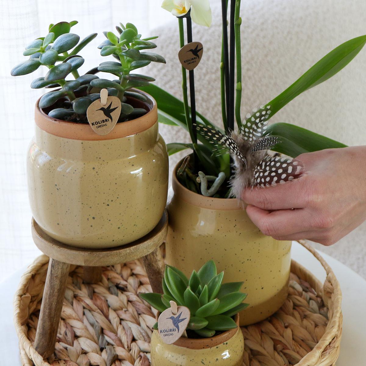 Kolibri Orchids | Groene planten met gele Phalaenopsis orchidee in Vintage khaki sierpotten en hyacinth dienblad