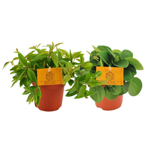 Peperomia Duo 2.0 - 2 stuks - Ø10,5 - ↕15cm