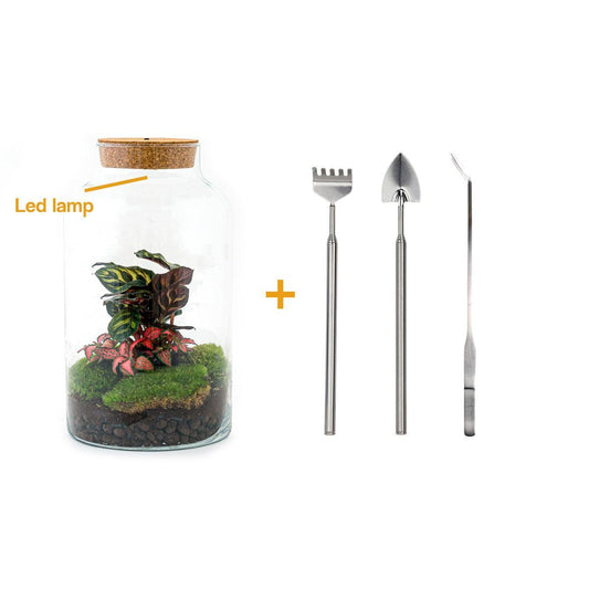 DHZ terrarium - Melkachtige Calathea met Licht - ↕ 31 cm - Hark + Schop + Pincet