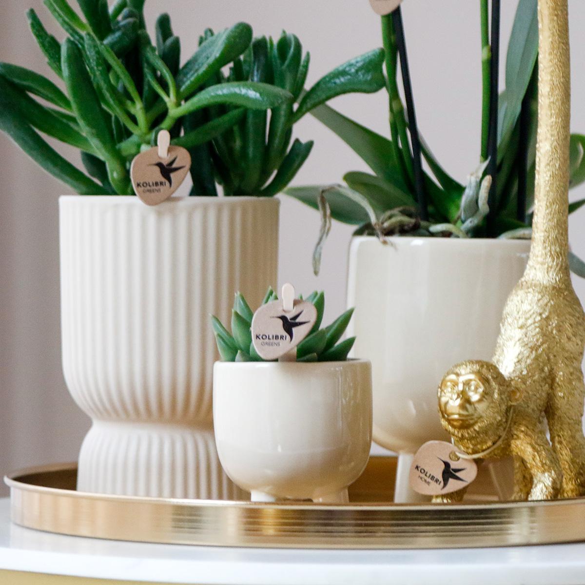 Cadeau Set Luxury Living | Plantenset met witte Phalaenopsis Orchidee en Succulenten incl. keramieken sierpotten