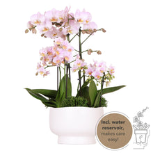 Kolibri Orchids | roze plantenset in Scandic dish incl. waterreservoir | drie roze orchideeën en drie groene planten Rhipsalis | Field Bouquet roze met zelfvoorzienend waterreservoir