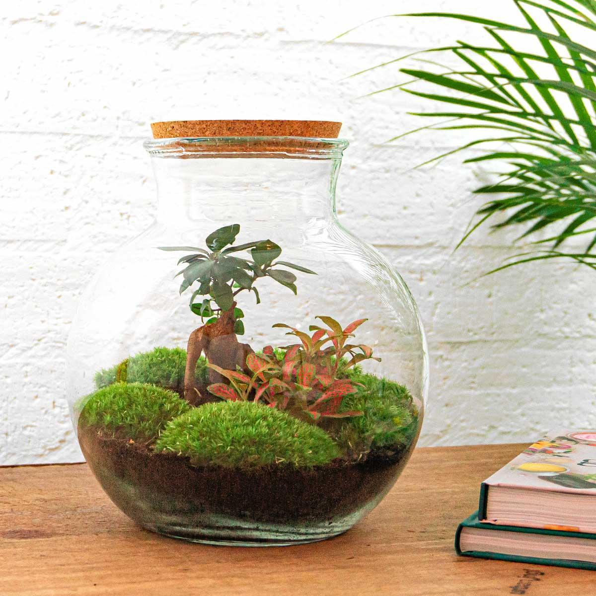 DIY terrarium - Teddy bonsai - ↕ 26,5 cm - Rake + Shovel