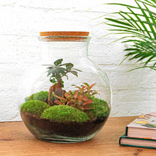 DIY terrarium - Teddy bonsai - ↕ 26,5 cm - Rake + Shovel