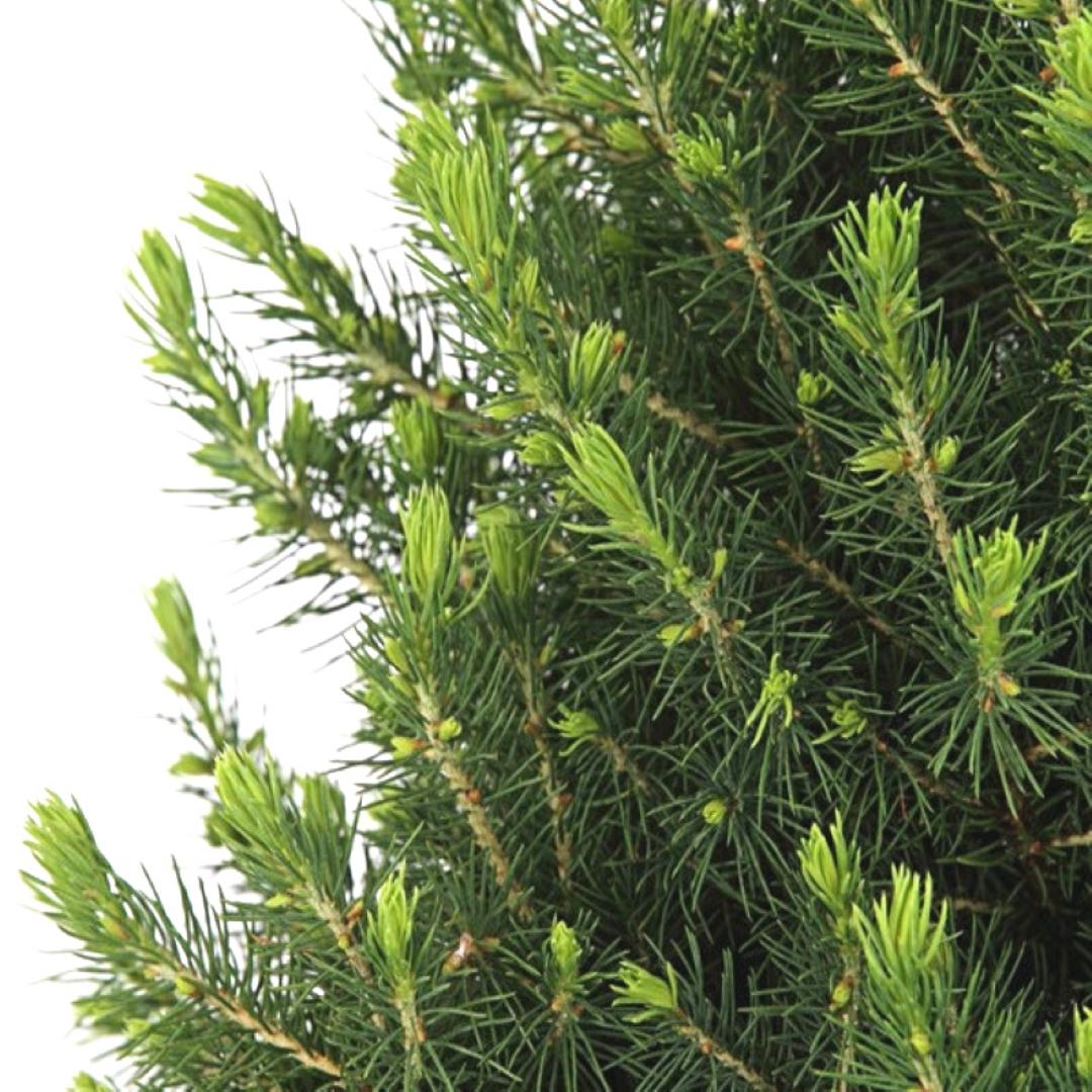 Kleine Kerstboom in Xmas Bag blauw - 70 cm - Picea Glauca Conica - Standalone
