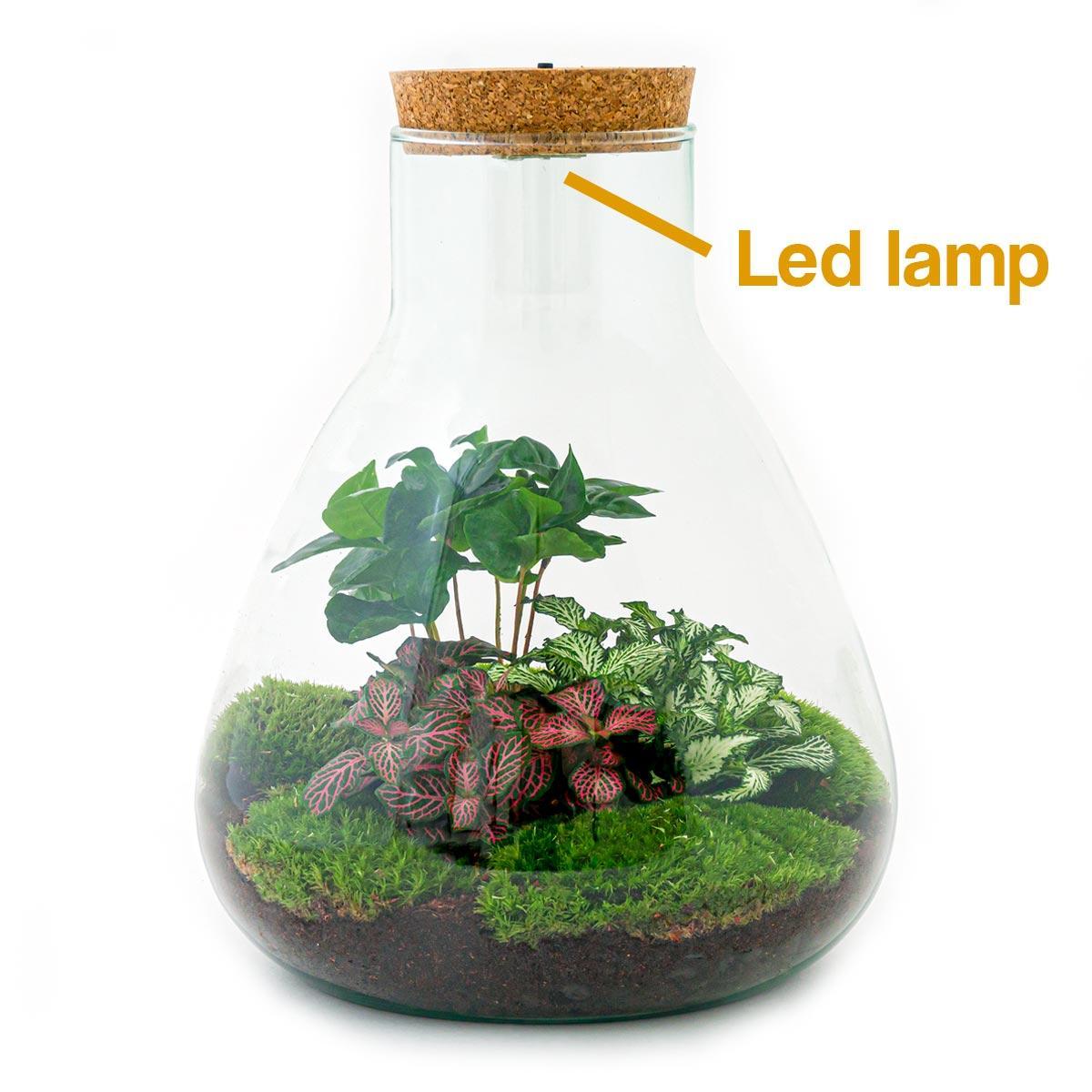 DHZ terrarium - Sam Coffea met lamp - ↕ 30 cm - Hark + Schop