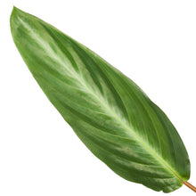 Calathea Jose Strip - 40 cm - Ø12cm