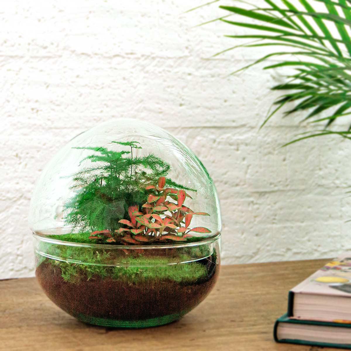 DHZ terrarium - Koepel Rood - ↕ 20 cm - Hark + Schop + Pincet