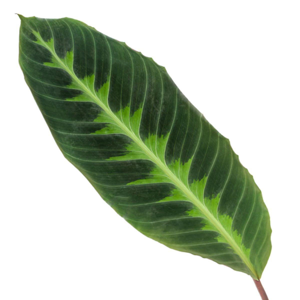 Calathea SoOf Warsi - 80 cm - Ø19cm