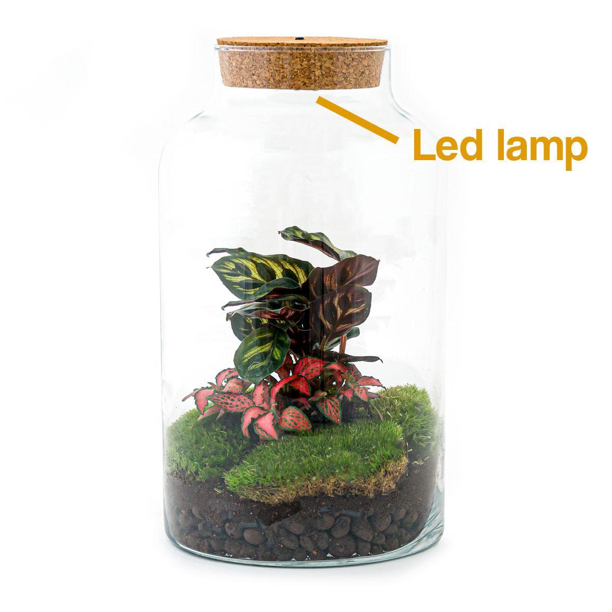 DHZ terrarium - Melkachtige Calathea met Licht - ↕ 31 cm - Hark + Schop + Pincet