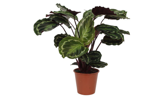 De Calathea Sophie Medelion - 80 cm - Ø19cm