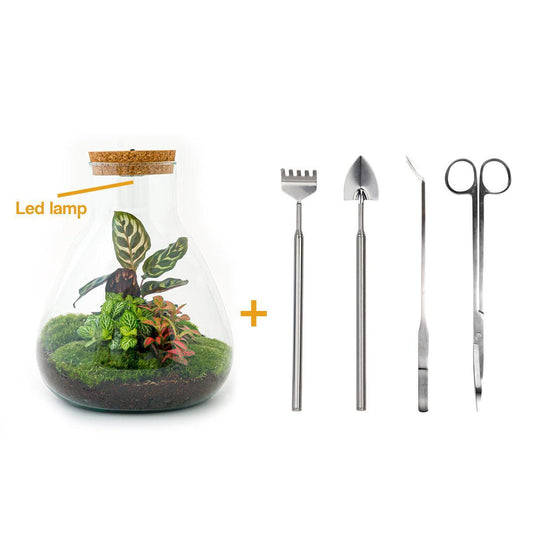 DHZ terrarium - Sam Calathea met licht - ↕ 30 cm - Hark + Schop + Pincet + Schaar