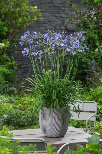 Agapanthus Wit of blauw.