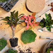 DHZ-terrarium - Melkachtige Palm - ↕ 30 cm