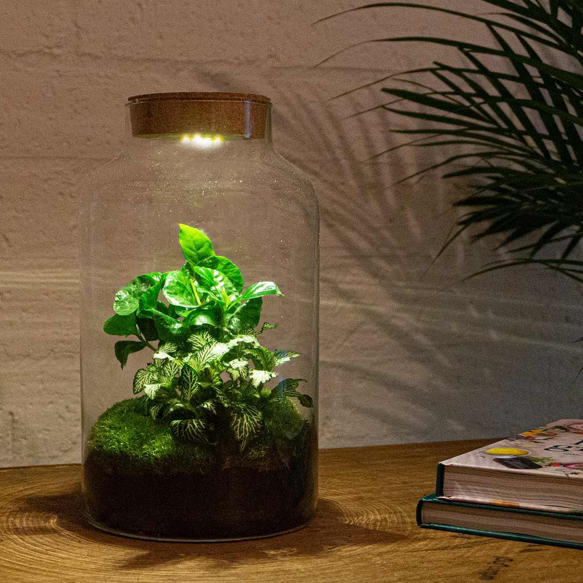 DIY terrarium - Milky Coffea met lamp - ↕ 31 cm - Rake + Shovel