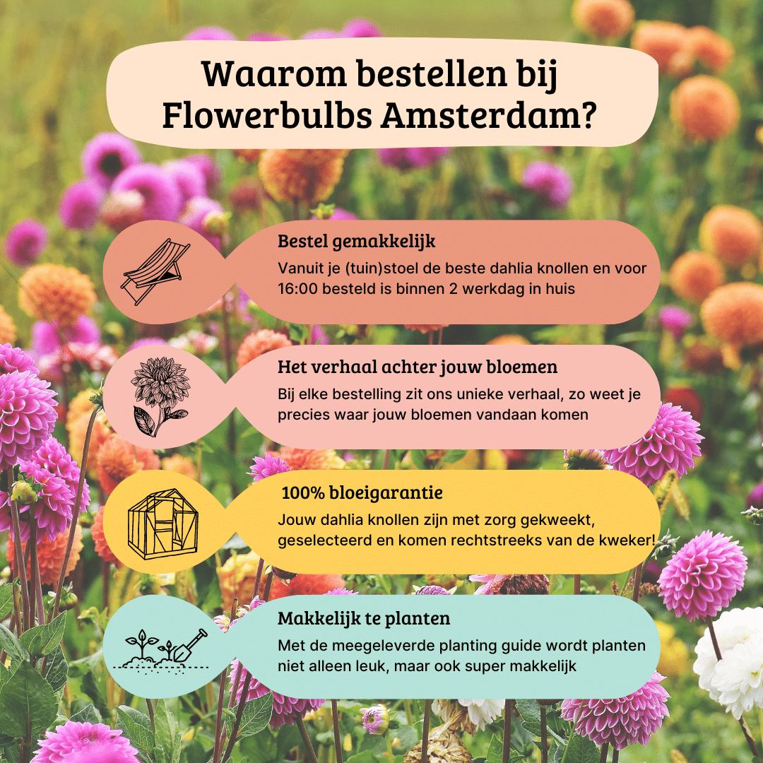 Flowerbulbs Amsterdam - Dahlia Mystery Day, Grootbloemige Uitstraling