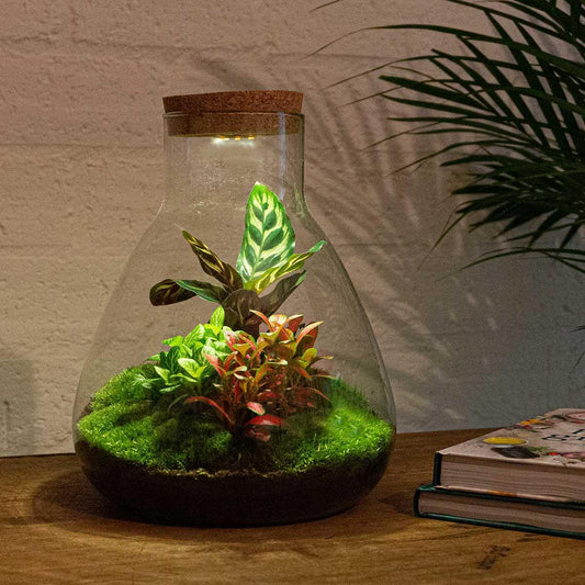 DHZ-terrarium - Sam Calathea met licht - ↕ 30 cm - Normaal