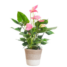 Plant Roze Loisi Mingo met Lissa mand wit