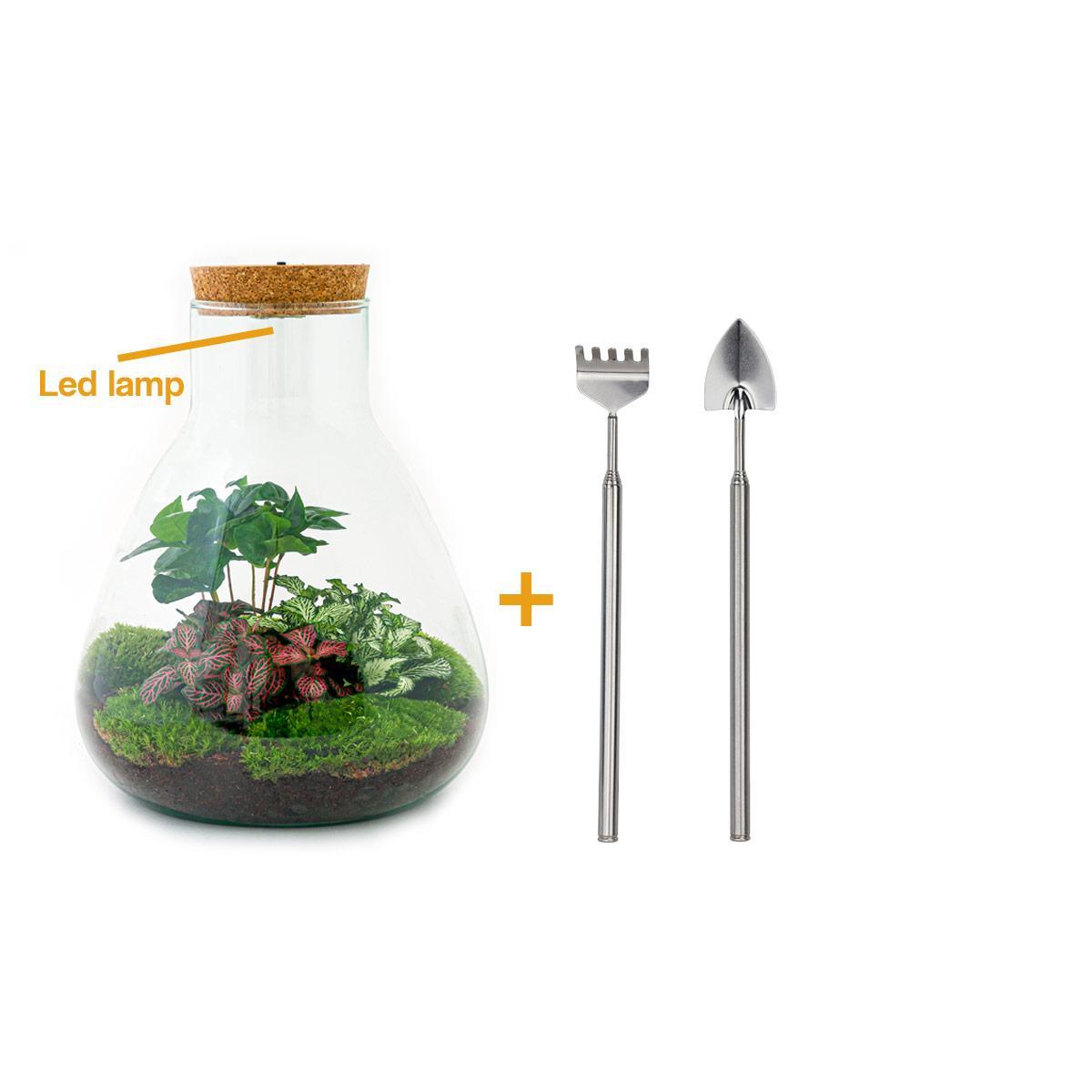 DHZ terrarium - Sam Coffea met lamp - ↕ 30 cm - Hark + Schop