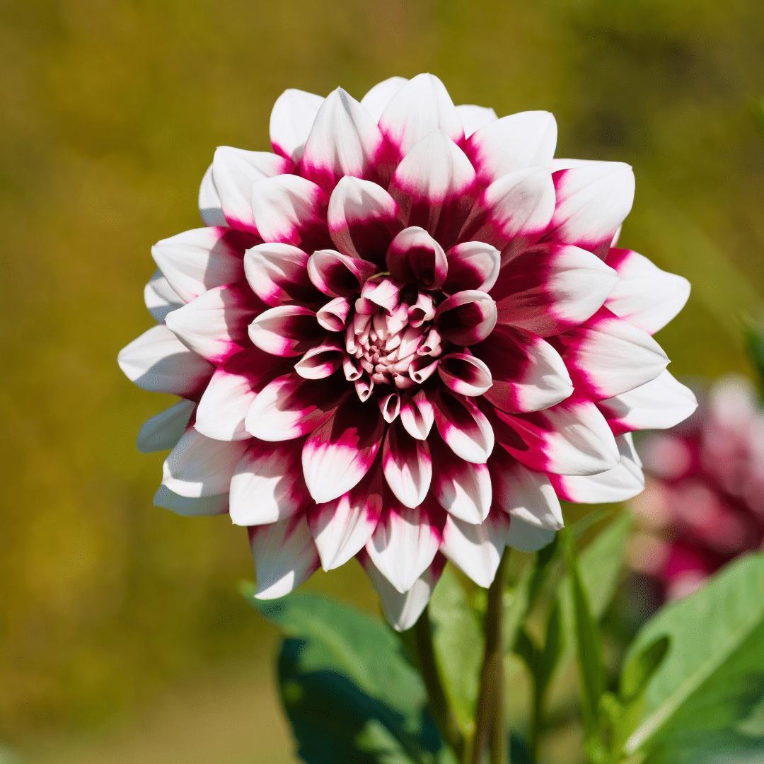 Flowerbulbs Amsterdam - Dahlia Mystery Day, Grootbloemige Uitstraling