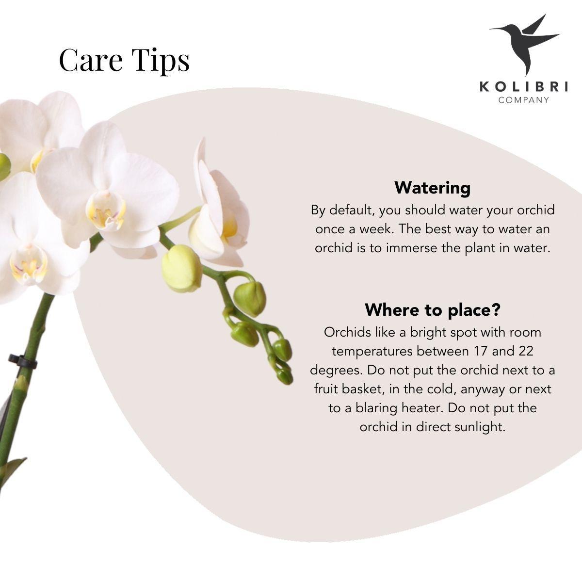 Kolibri Orchids | witte Phalaenopsis orchidee - Amabilis + Leaf pot green - potmaat Ø9cm | bloeiende kamerplant - vers van de kweker
