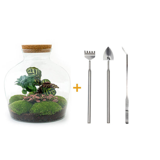 DHZ terrarium - Fat Joe Coffea - ↕ 30 cm - Hark + Schop + Pincet