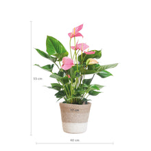 Plant Roze Loisi Mingo met Lissa mand wit