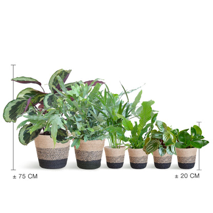 Diervriendelijke Plante Lody van Lodewijk set