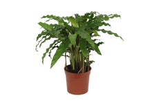 Calathea Yuna Blue - 40 cm - Ø12cm