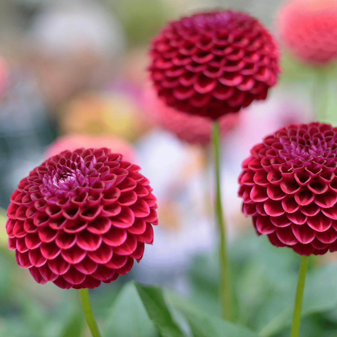 Flowerbulbs Amsterdam - Dahlia Natal, Kogelronde Bloemen