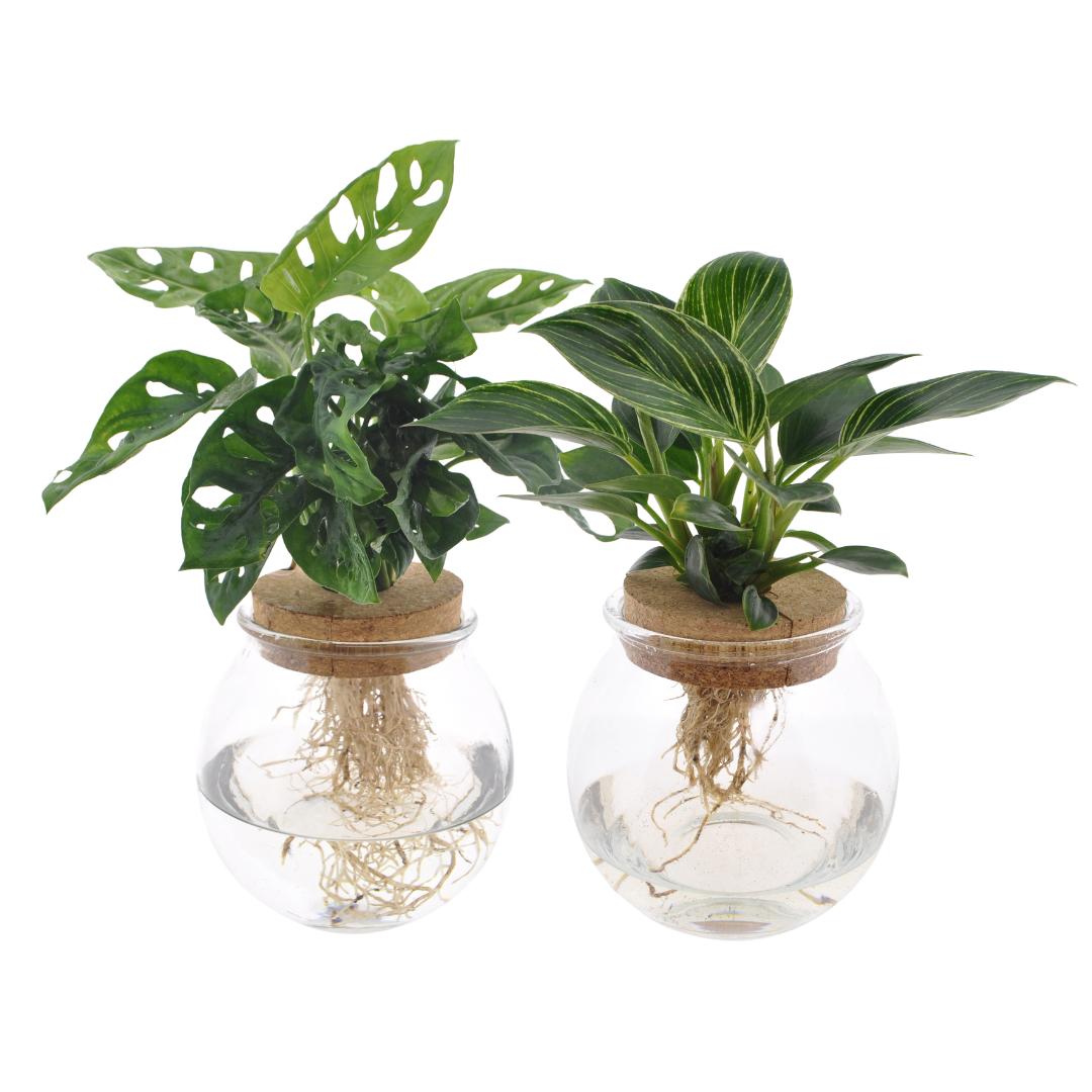 Bolglas Duo Monstera Adansonii/White Wave - 2 stuks - Ø12cm - ↕30cm