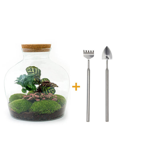 DHZ terrarium - Fat Joe Coffea - ↕ 30 cm - Hark + Schop