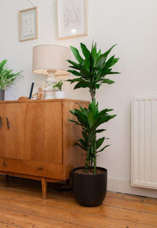 Dracaena Janet Lindt - Ø24cm - ↕120cm