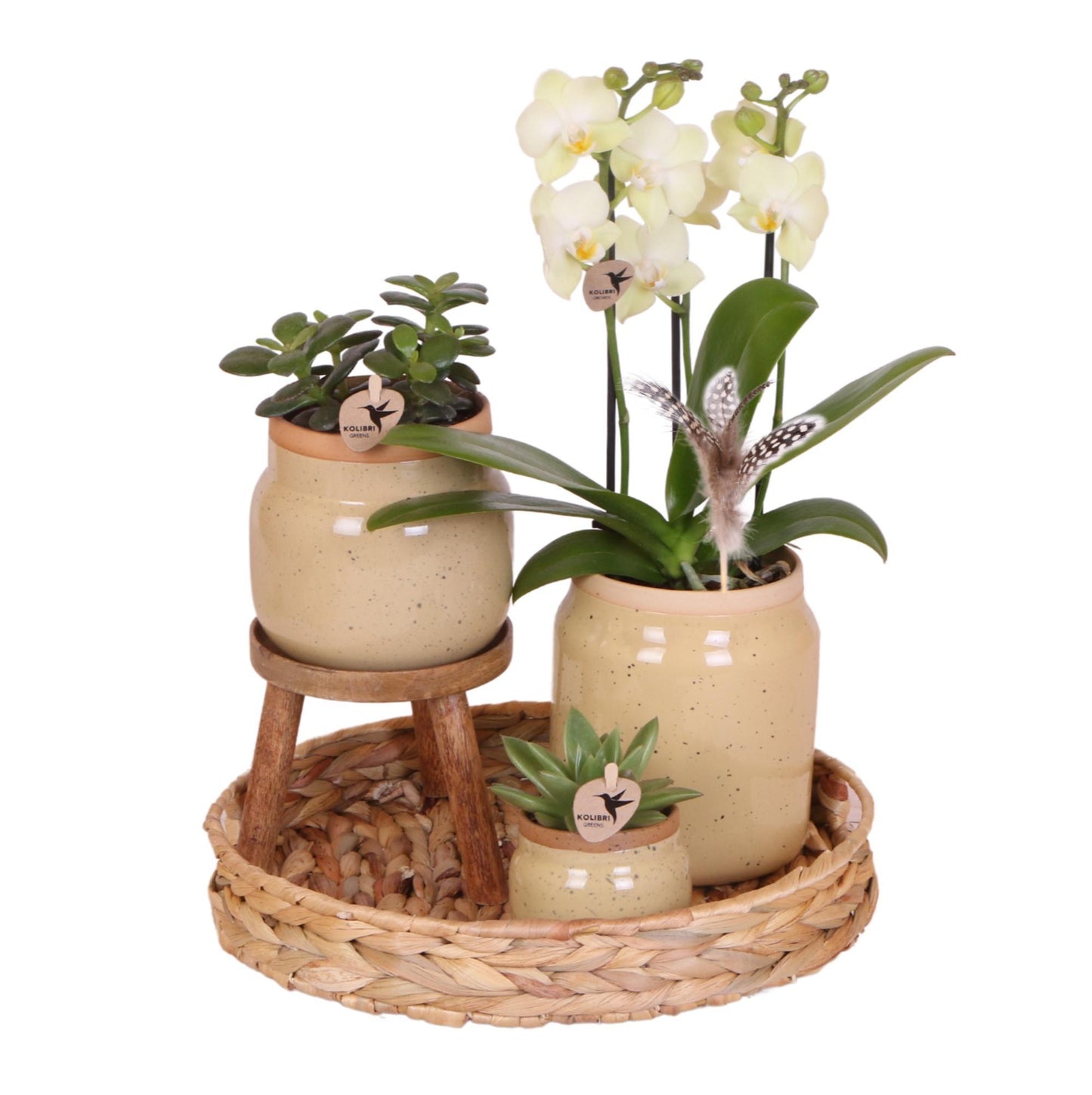 Kolibri Orchids | Groene planten met gele Phalaenopsis orchidee in Vintage khaki sierpotten en hyacinth dienblad