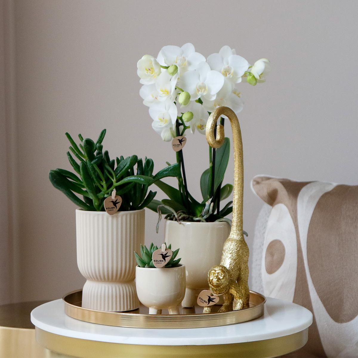 Cadeau Set Luxury Living | Plantenset met witte Phalaenopsis Orchidee en Succulenten incl. keramieken sierpotten