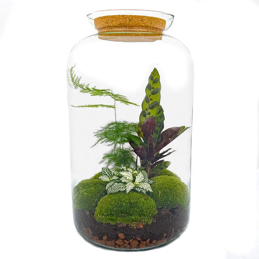 DHZ terrarium - Botanisch Sven XL - ↕ 43 cm - Hark + Schop + Pincet