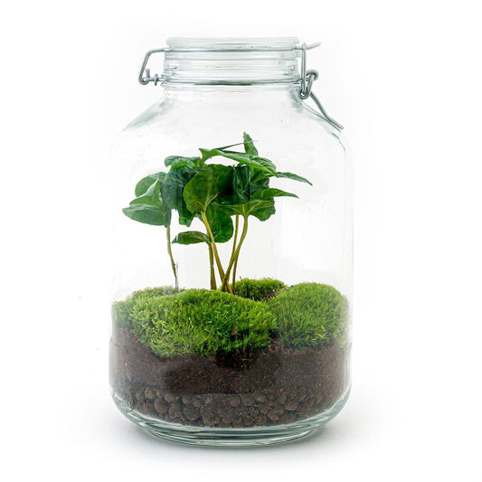 DHZ terrarium - Pot - Coffea Arabica - ↕ 28 cm - Hark + Schop + Pincet + Schaar