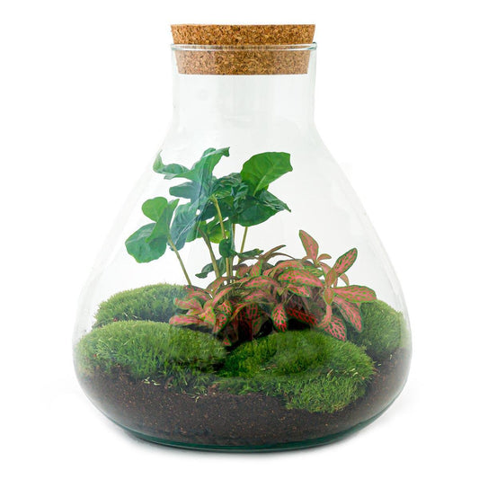 DHZ terrarium - Sammie Coffea - ↕ 27 cm - Normal