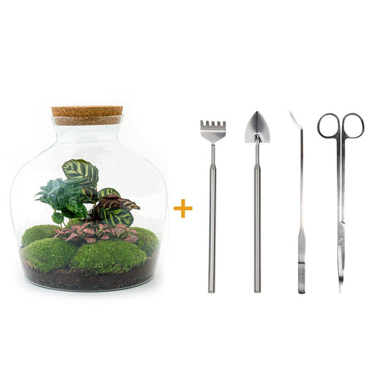 DHZ terrarium - Fat Joe Coffea - ↕ 30 cm - Hark + Schop + Pincet + Schaar