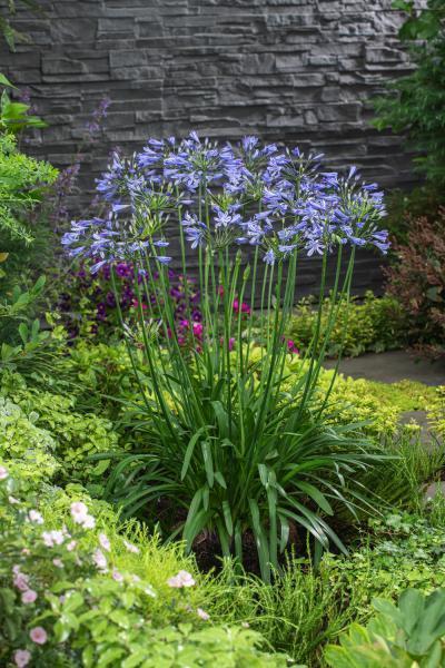 Agapanthus Wit of blauw.