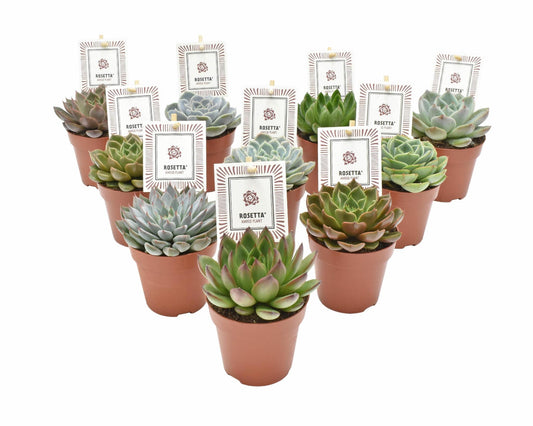 Echeveria Rosetta Mix - 10 stuks - Ø8,5cm - ↕14cm