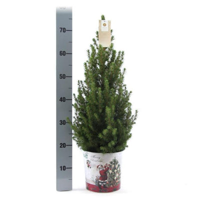 Kleine Kerstboom in Kerstmis sierpot - 70 cm - Picea Glauca Conica - Standalone