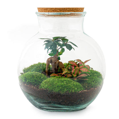 DIY terrarium - Teddy bonsai - ↕ 26,5 cm - Rake + Shovel