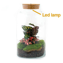 DHZ-terrarium - Melkachtige Calathea met licht - ↕ 31 cm - Normaal