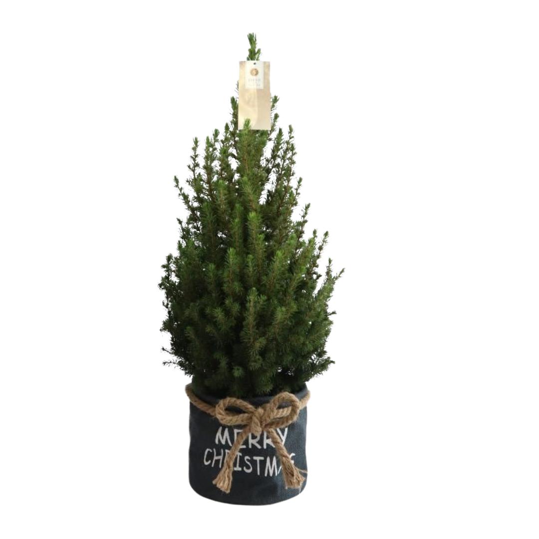 Kleine Kerstboom in Xmas Bag blauw - 70 cm - Picea Glauca Conica - Standalone