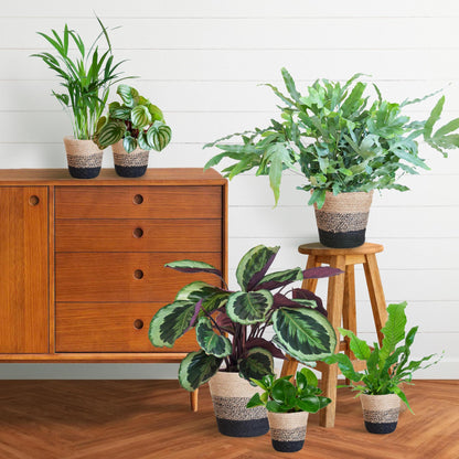 Diervriendelijke Plante Lody van Lodewijk set