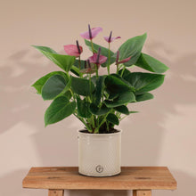 Anthurium andreanum Baby Purple incl. PURE zink - 45cm - Ø12